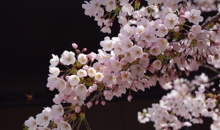 2024 일본 벚꽃 절정시기, 여행 가기 딱 좋은 날짜와 추천 일정