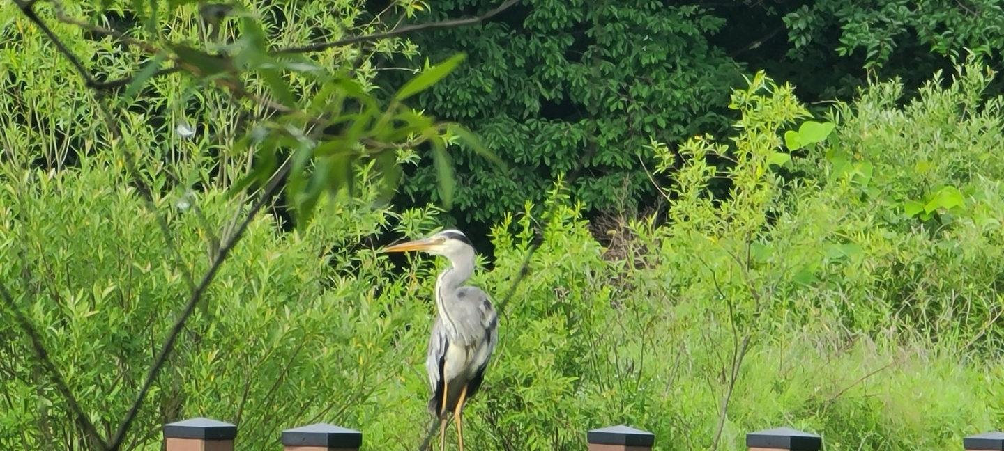 산보 중 계곡으로 올라가는 길에 본 황새