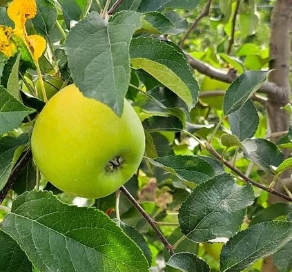 여름사과 썸머킹