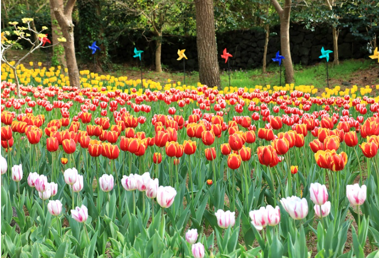제주한림공원 벚꽃축제 튤립