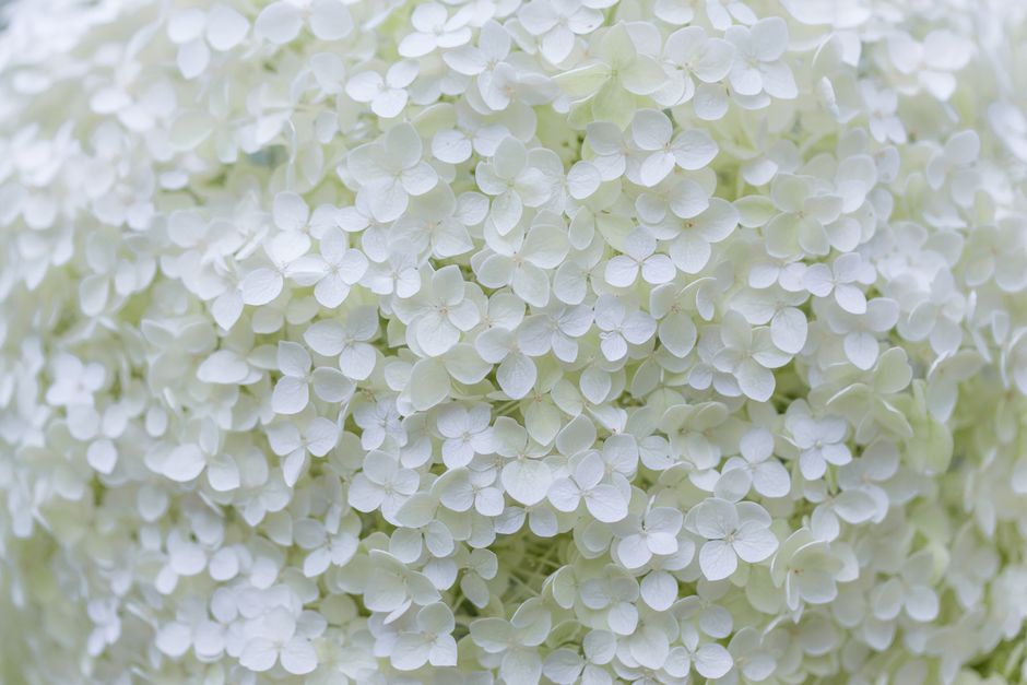 Delicate white hydrangea blooms in a close-up shot, showcasing their intricate petals.