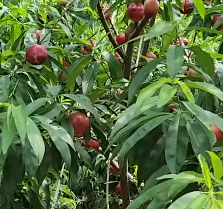 신비복숭아 나무