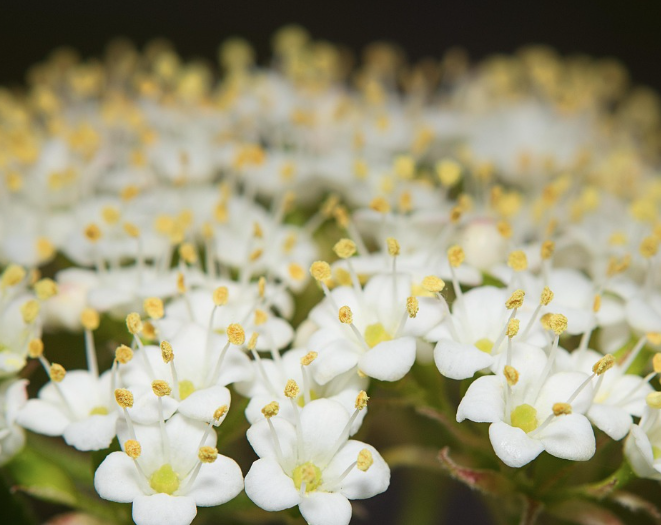 2025 함평 나비대축제