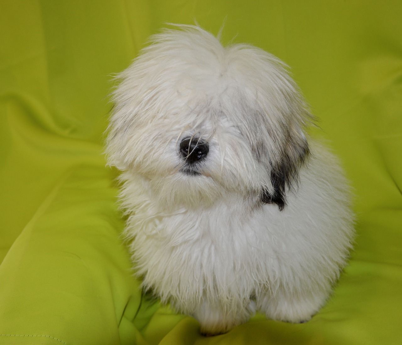 꼬똥 드 툴레아(Coton de Tulear)3