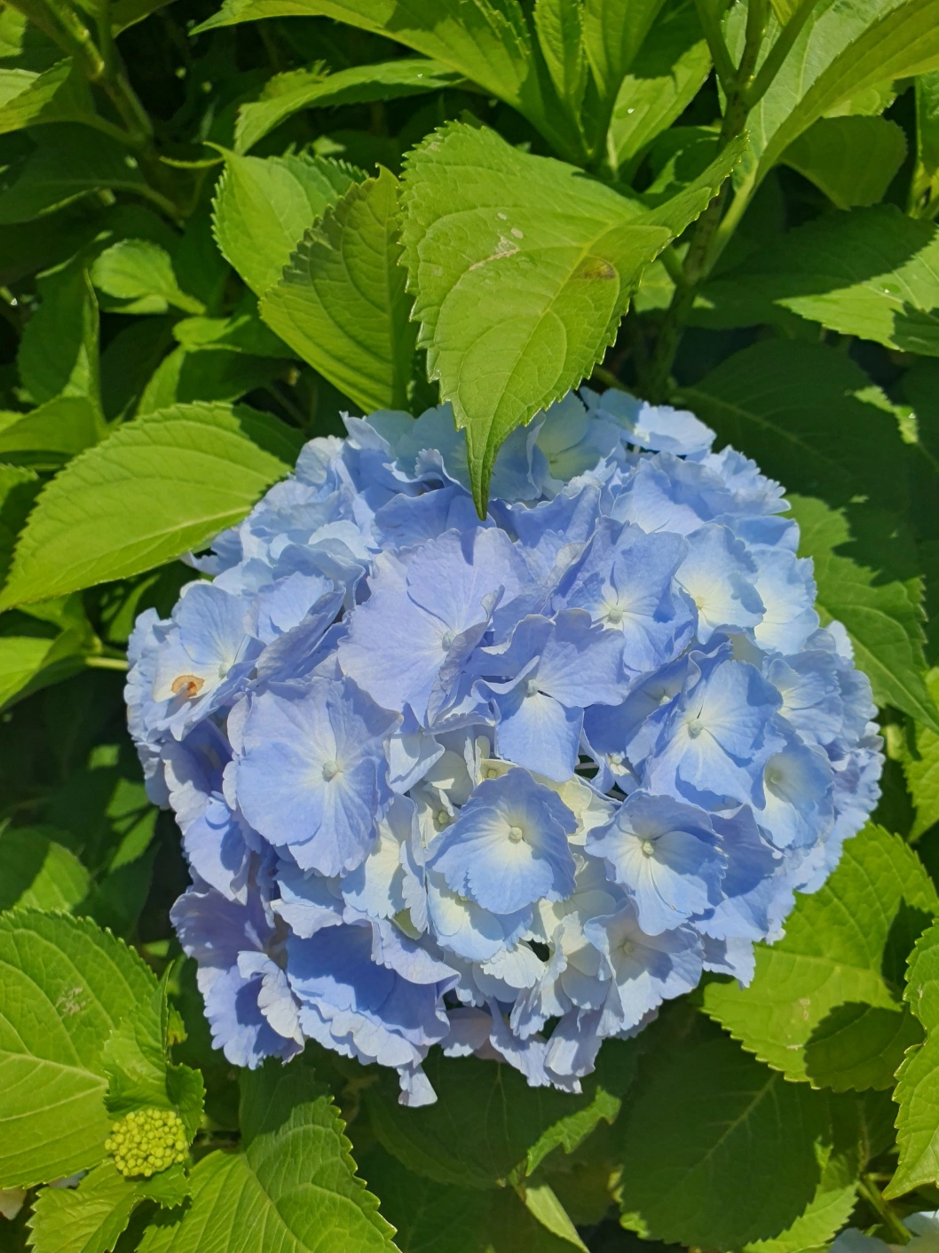 장생포 수국축제에서 여름을 만끽하다! 울산 고래문화마을 수국 명소 추천