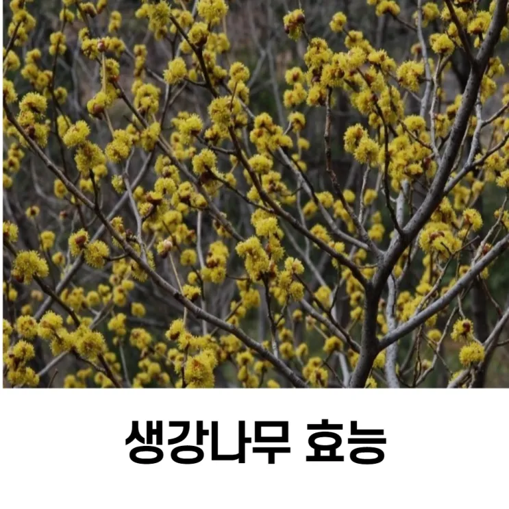 생강나무 꽃 개화시기 모양 특징_4