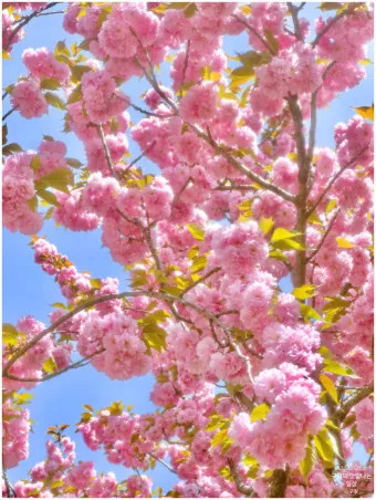 겹벚꽃 개화시기 숨겨진 명소_6