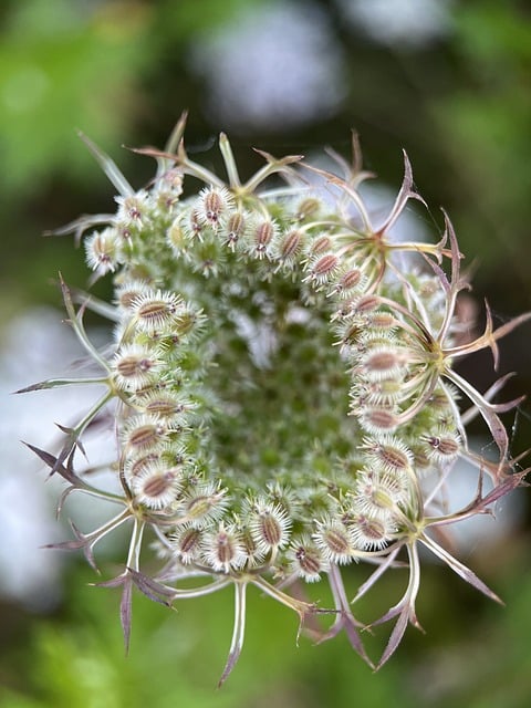 캐롯 씨드 에센셜 오일