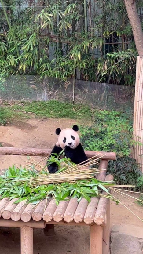 푸바오 반환