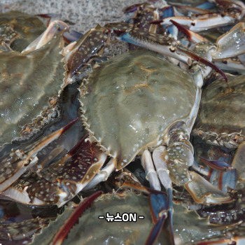 꽃게탕 끓이는 방법