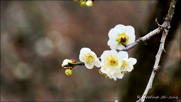 향기좋은 청매화