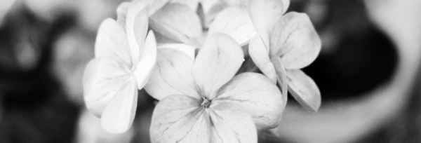 디바 오렌지 아이시