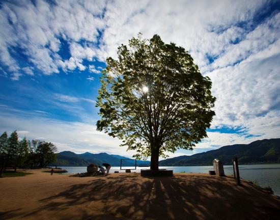 두물머리 느티나무