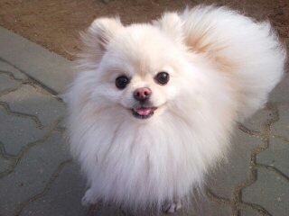 강아지가 싫어하는 행동 : 싫어하는 행동 23가지