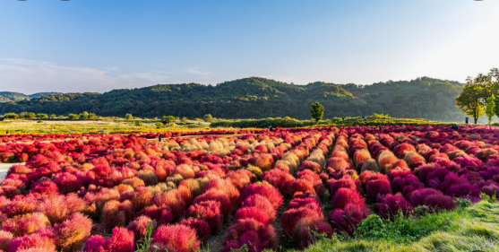 연천 댑싸리 공원 가을 사진