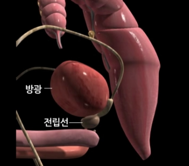 전립선 비대증 약물