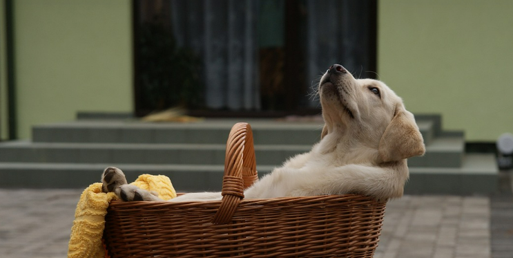 강아지가 바구니에 누워있는 이미지