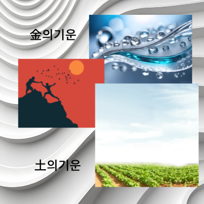 금토의오행에서나타나는질병