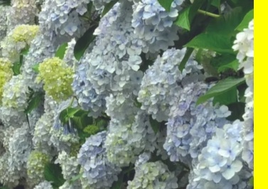 제주 카멜리아힐 운영시간 확인, 제주 카멜리아힐 성수기, 제주 동백 정원, 제주 명소 사진, 제주 연출사진 장소, 제주도 감성샷 장소, 제주 연인 여행, 제주 아이 동반 여행지, 제주 감성 정원 산책, 제주 꽃놀이 장소 카멜리아힐 실내외 동선