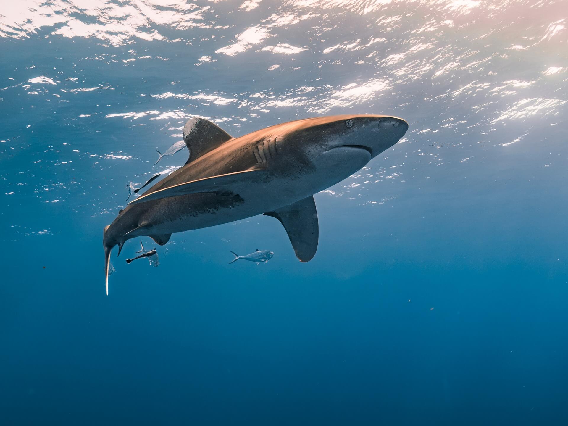 상어 꿈 해몽 총정리 🦈 상황별 의미와 해석