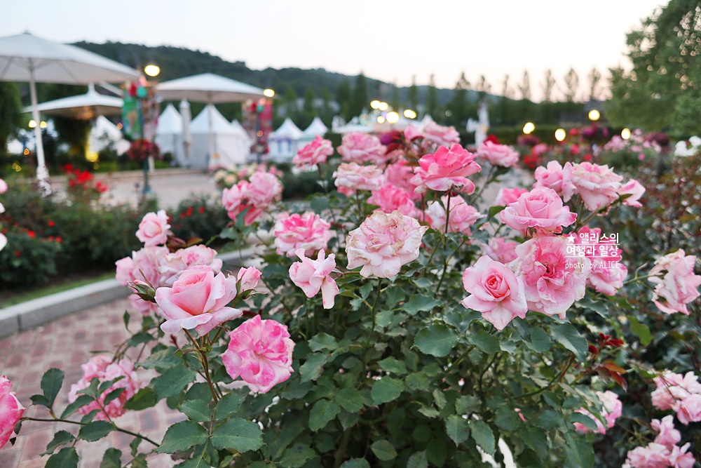 에버랜드 장미축제 2022 기본정보, 지금 개화시기, 에버랜드 플라워 아트&마켓