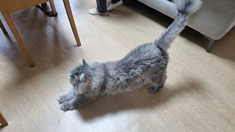 회색 털 고양이