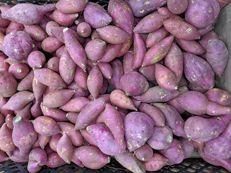 고구마가 매대에 쌓인 모습