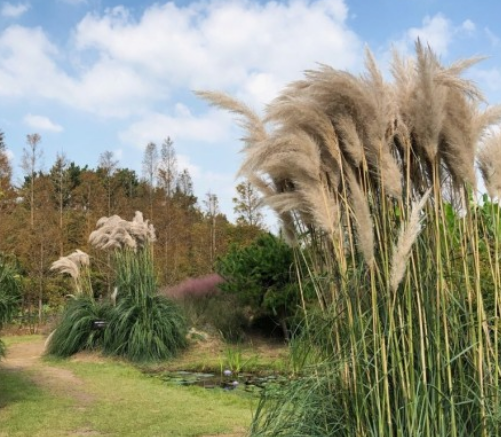 가을에 꼭 가야 하는 억새 명소