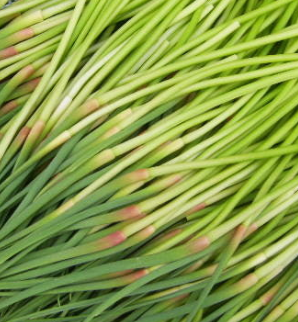 마늘쫑 효능 부작용 고르는법 칼로리