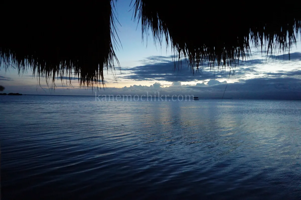 도스팔마스리조트-맹그로브-숲