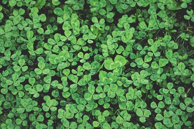 슈어비타, 수험생 집중력 영양제