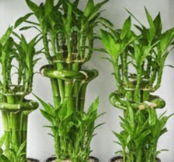 행운목 키우는 방법