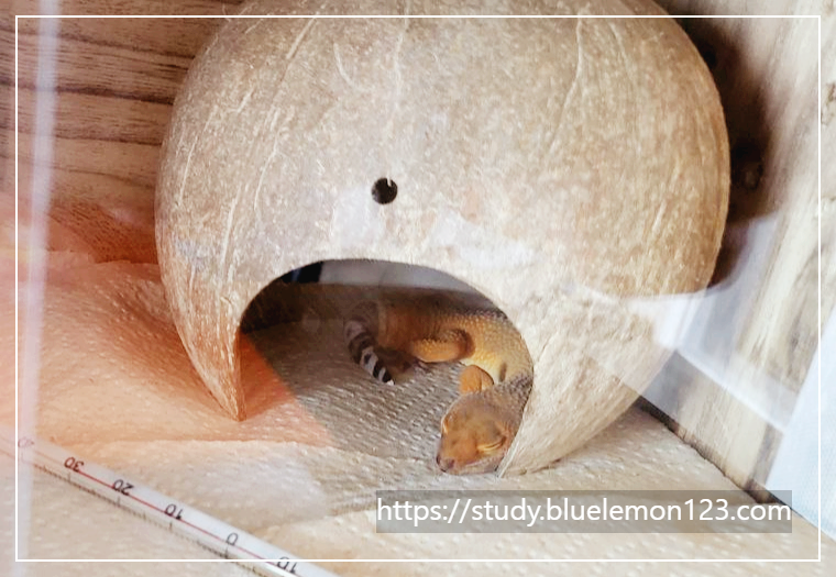 레오파드 게코가 먹이 안 먹을 때 해결법