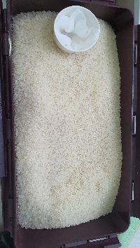 쌀벌레-없애는-법