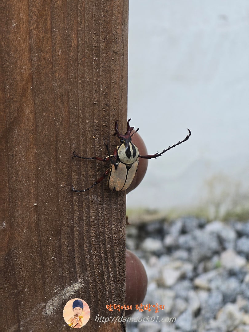 골리앗 꽃무지(?)