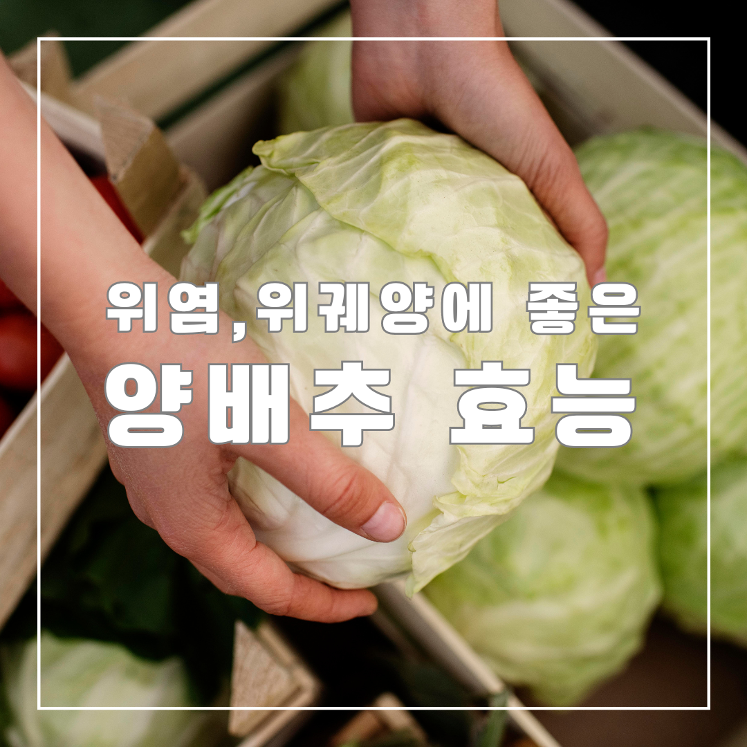 양배추 효능