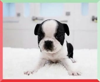 보스턴 테리어 애교만점 강아지 특징_11