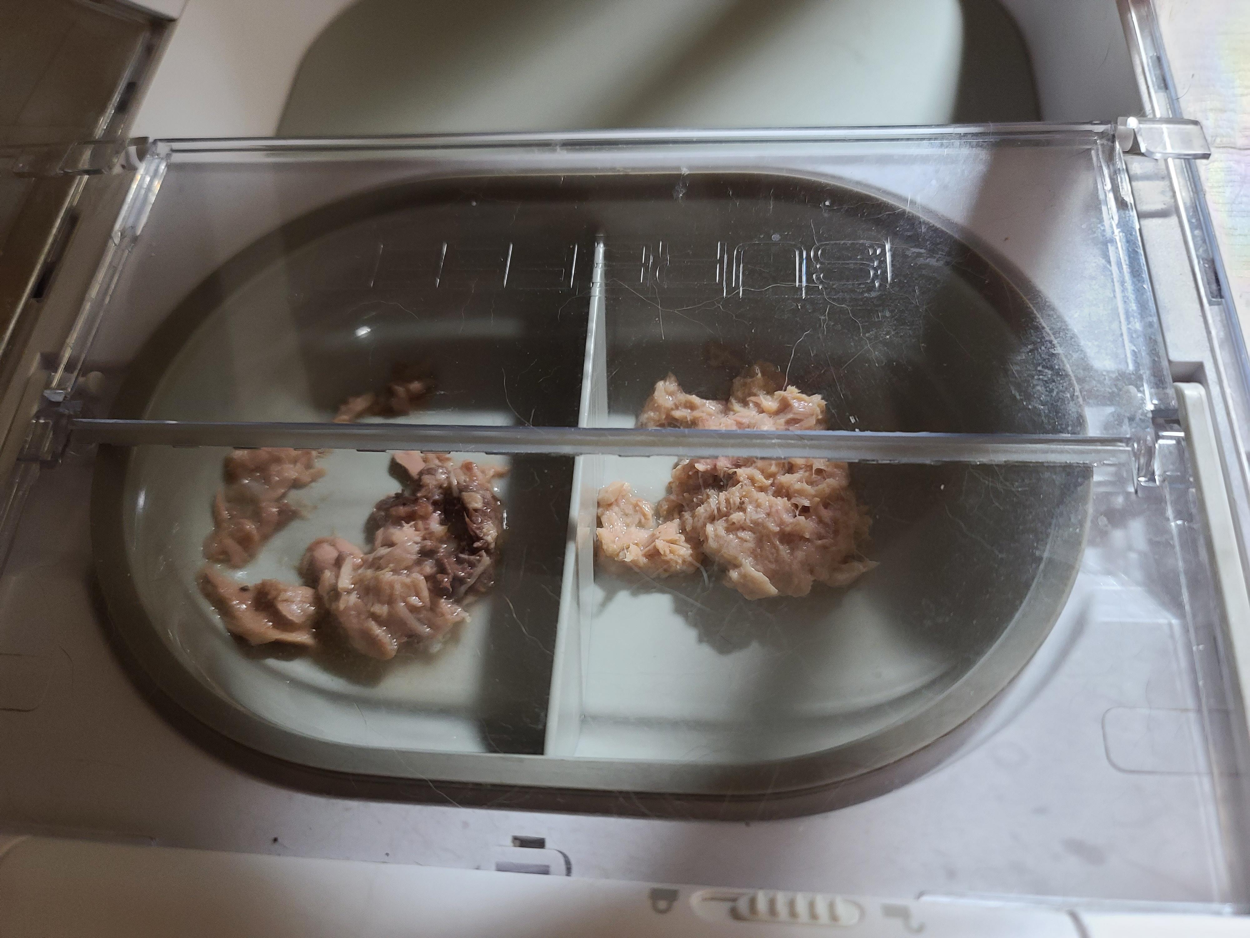 다다와의 전쟁이 끝났드아!! 사료 안먹는 고양이.