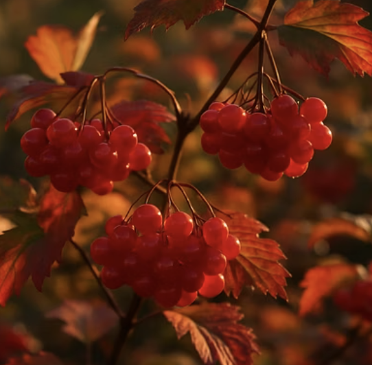 나비가 앉은 흰 접시&amp;#44; 백당나무 키우기 A to Z