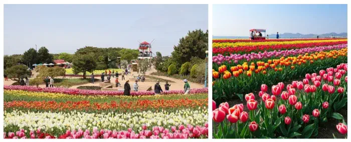 2025 태안 세계튤립꽃박람회