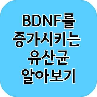 장호르몬 BDNF를 증가시키는 유산균