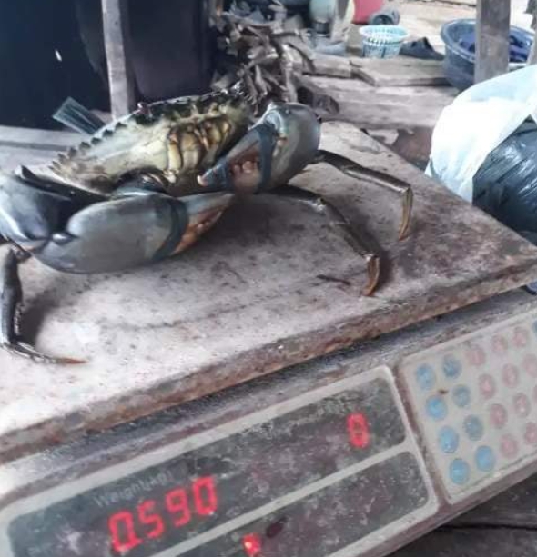 알리망오 머드크랩