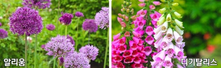 알리움과 디기탈리스