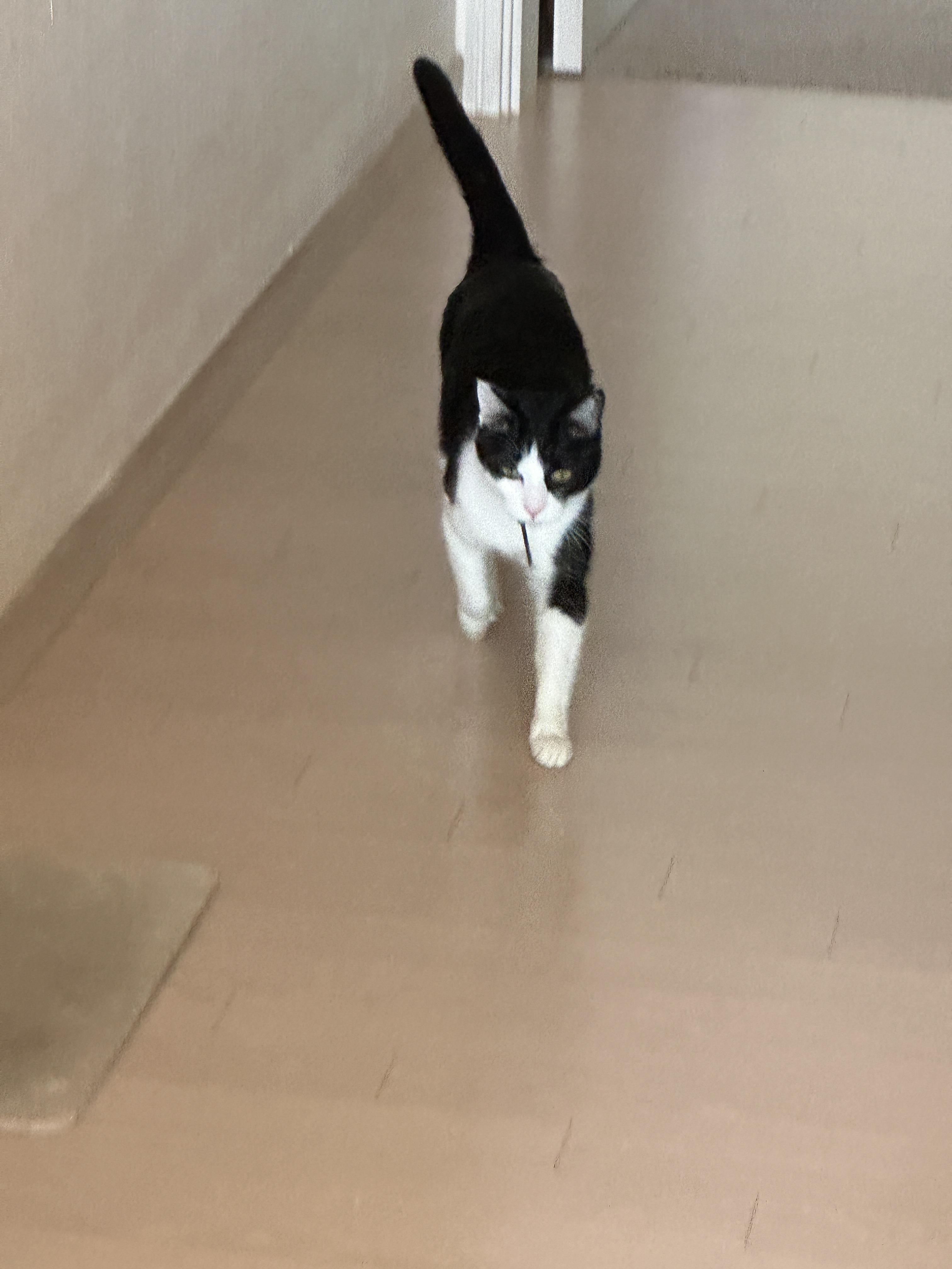 막대기를 너무 사랑하는 고양이 두리