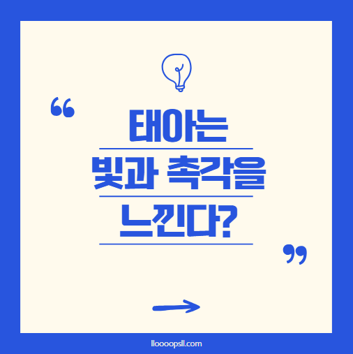 태아가 빛과 촉각을 느낀다고? 과학적으로 입증된 태아 감각 발달 과정