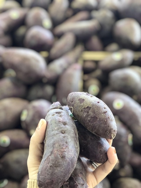 고구마 심는 시기&amp;#44; 방법&amp;#44; 수확&amp;#44; 모종 파는곳