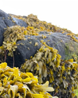 다시마 효능 부작용 칼로리