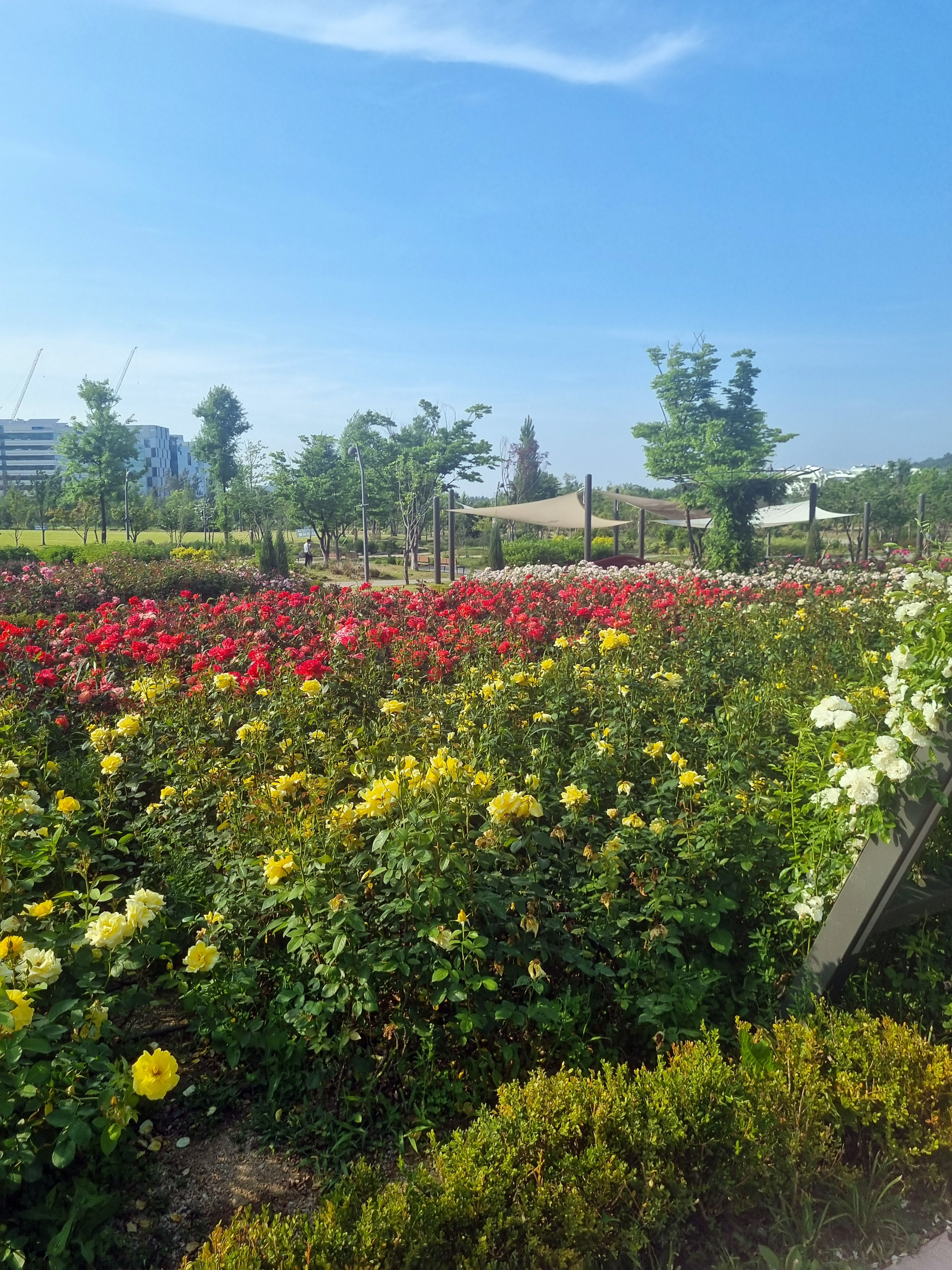 장미밭 전경