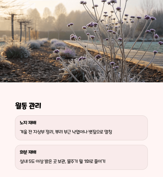 버들마편초 월동