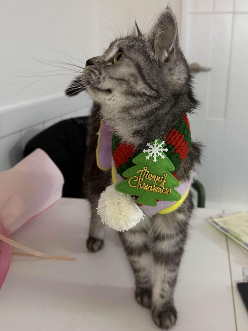 고양이 수염 자르면 안되는 이유